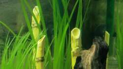 der gehts auch super