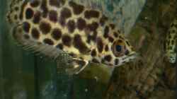 Leopard-Buschfisch