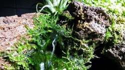 03 2011 - Linker Wasserfall