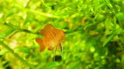 Wo sind meine Mädels? - Dario DArio Männchen - 01.08.2011