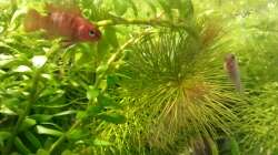 23.05.2011 - ´Wehe Du frisst mir was weg!´