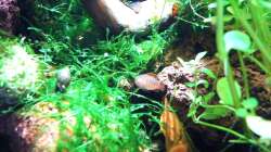 Dario-Männchen in seinem Revier vor dem HMF auf Futtersuche