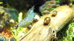 05.12.2010 - Die baldige Vielfach-Mama