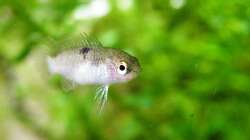 Ich Dich auch! - Dario Dario Weibchen - 01.08.2011