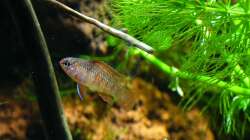 Dario Dario Männchen - 5 Stunden nach dem Einzug