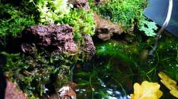 Munteres Plätschern