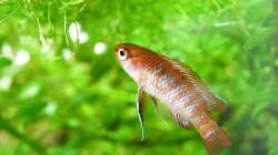 Dort? - Dario Dario Männchen - 01.08.2011