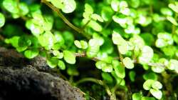 03 2011 - Bubikopf über dem Wasser