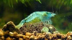 03 2011 - Blue Pearl mit Eiern