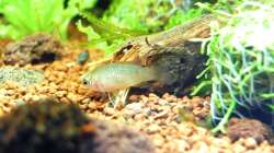 Dario-Weibchen unterwegs auf Futtersuche