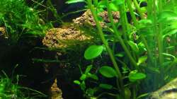 Jede Menge Verstecke und die zusätzliche Rotala