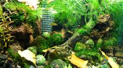 13.11.2010 - Moose, Rotala Rotundifolia, Pogostemon helferi und Hornblatt