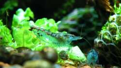 Blue Pearls -  haben endlich mal stillgehalten fürs Foto