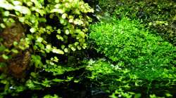 Schön verwachsen - 01.08.2011