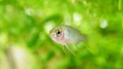 Ich seh Dich! - Dario Dario Weibchen - 01.08.2011