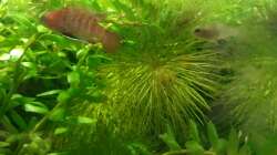 23.05.2011 - Dario Dario Männchen und Weibchen gemeinsam auf Springschwanzjagd