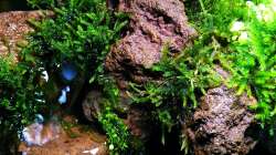 13.11.2010 - Lavasteine und Moos