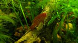 03 2011 - Dario Dario Männchen