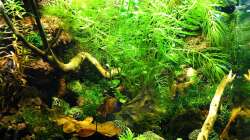 28.11.2010 - Gesamtansicht unter Wasser