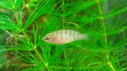 03 2011 - Dario Dario Weibchen