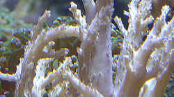 Sinularia brassica