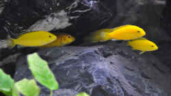 Labidochromis Caeruleus Yellow