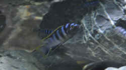 Labidochromis Mbamba Bay (m)