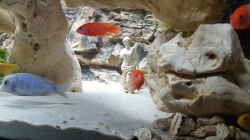 Aquarium Malawi Becken