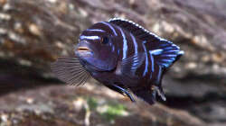 Besatz im Aquarium D-$To®M ( My First ) Nur noch als Beispiel