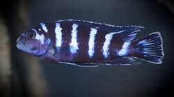 Besatz im Aquarium D-$To®M ( My First ) Nur noch als Beispiel