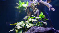 Aquarium D-$To®M ( My First ) Nur noch als Beispiel