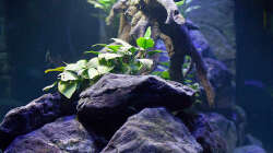 Aquarium D-$To®M ( My First ) Nur noch als Beispiel