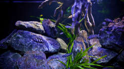 Hier noch zu sehen : Valisnerien ...alle eingegangen :P