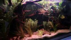 Ich hab mich mal an ein 54Liter Becken gewagt...bewohnt von einem Betta Splendens