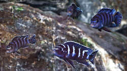 Besatz im Aquarium D-$To®M ( My First ) Nur noch als Beispiel