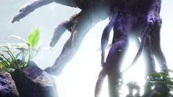 Aquarium D-$To®M ( My First ) Nur noch als Beispiel