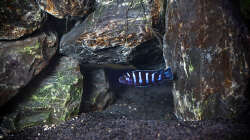 Besatz im Aquarium D-$To®M ( My First ) Nur noch als Beispiel