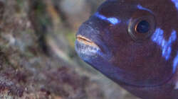 Besatz im Aquarium D-$To®M ( My First ) Nur noch als Beispiel