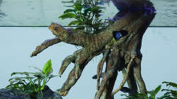 Aquarium D-$To®M ( My First ) Nur noch als Beispiel