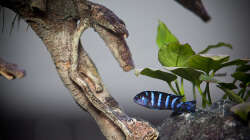 Besatz im Aquarium D-$To®M ( My First ) Nur noch als Beispiel