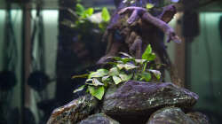 Aquarium D-$To®M ( My First ) Nur noch als Beispiel