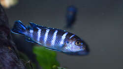 Besatz im Aquarium D-$To®M ( My First ) Nur noch als Beispiel