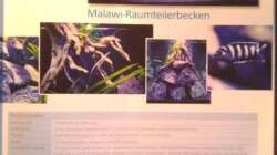 *GRINS* Zeitschrift ´Aquaristik´ Ausgabe 3/11