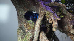 Besatz im Aquarium D-$To®M ( My First ) Nur noch als Beispiel