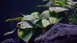 Pflanzen im Aquarium D-$To®M ( My First ) Nur noch als Beispiel
