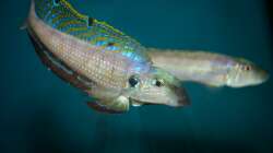 Besatz im Aquarium Sonnenbank