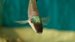 Besatz im Aquarium Sonnenbank