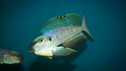 Besatz im Aquarium Sonnenbank