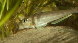 Besatz im Aquarium Sonnenbank