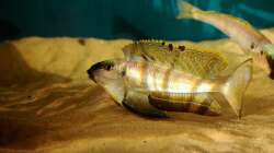 Besatz im Aquarium Sonnenbank